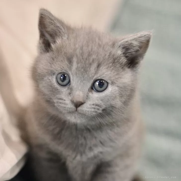 ID:2501-01479の子猫