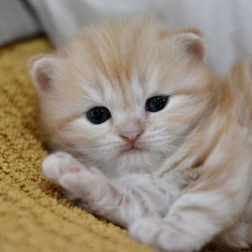 サイベリアン【愛知県・男の子・2025年4月1日・レッドタビー（ロング）】の写真「ふわふわの毛並みです😊」