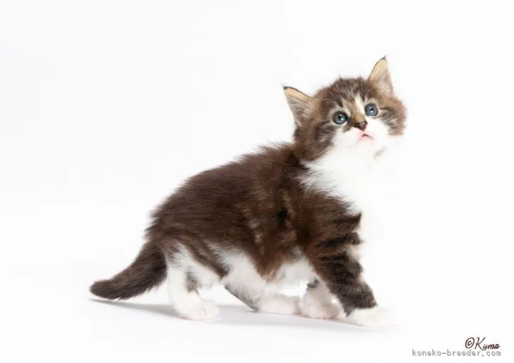 ID:2109-01884の子猫