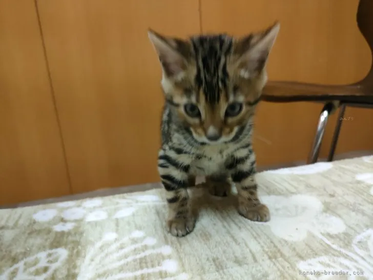 M.D 様のお迎えした子猫