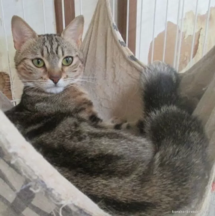 ID:2306-03472の子猫