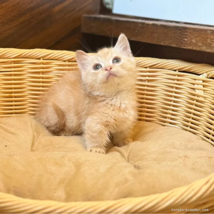 ID:2409-00598の子猫