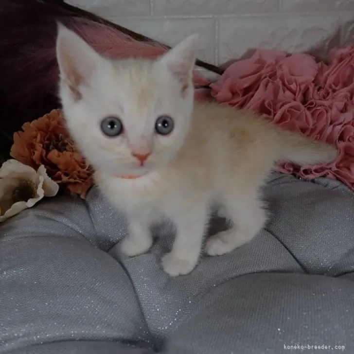 ID：2304-02754の子猫