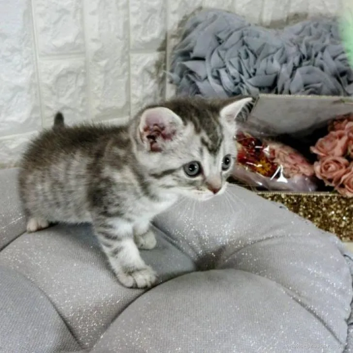 ID:2303-01211の子猫