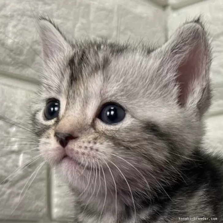 ID:2502-01925の子猫