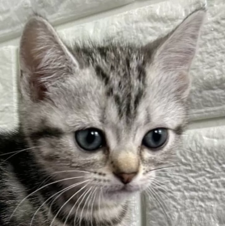 R.S 様のお迎えした子猫