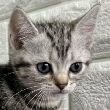 アメリカンショートヘア【島根県・女の子・2025年3月10日・シルバータビー】の写真「カラーが綺麗な女の子」