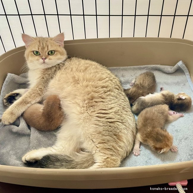 子育ての様子です🐱｜納谷　颯(なや　はやて)ブリーダー(大阪府・ブリティッシュショートヘアなど・DCC登録)の紹介写真7