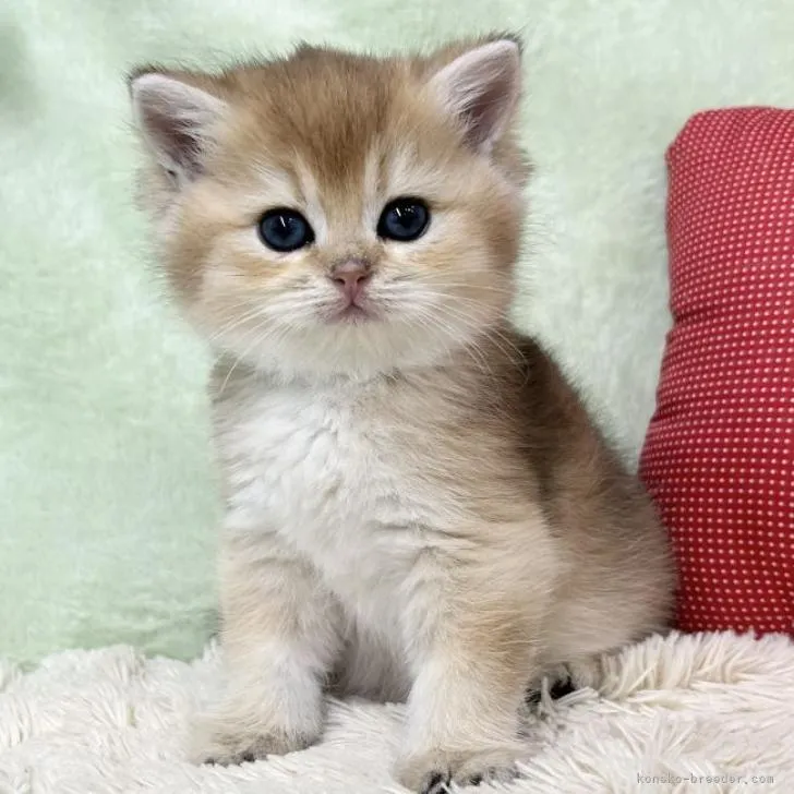 ID:2211-01479の子猫