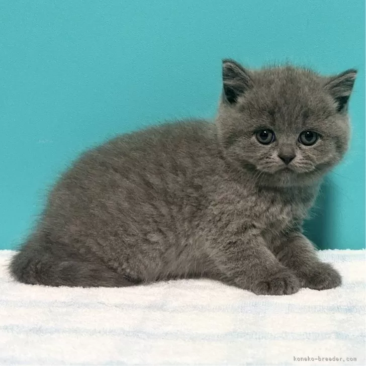 ID:2411-00426の子猫