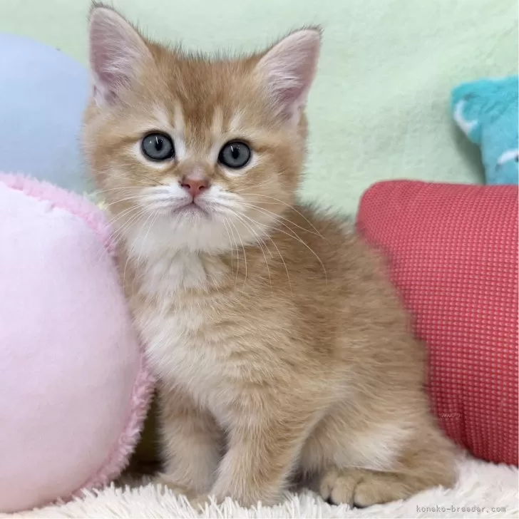 ID:2502-00861の子猫