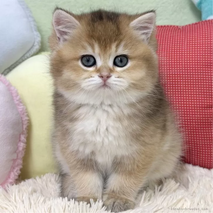 ID:2502-01189の子猫