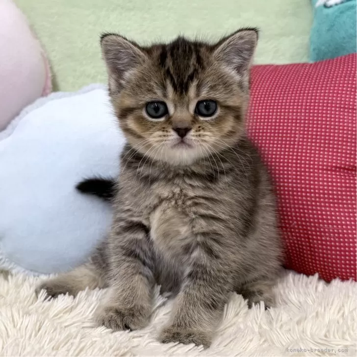 ID:2502-00212の子猫