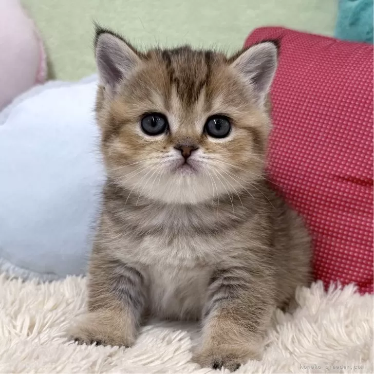ID:2502-00211の子猫