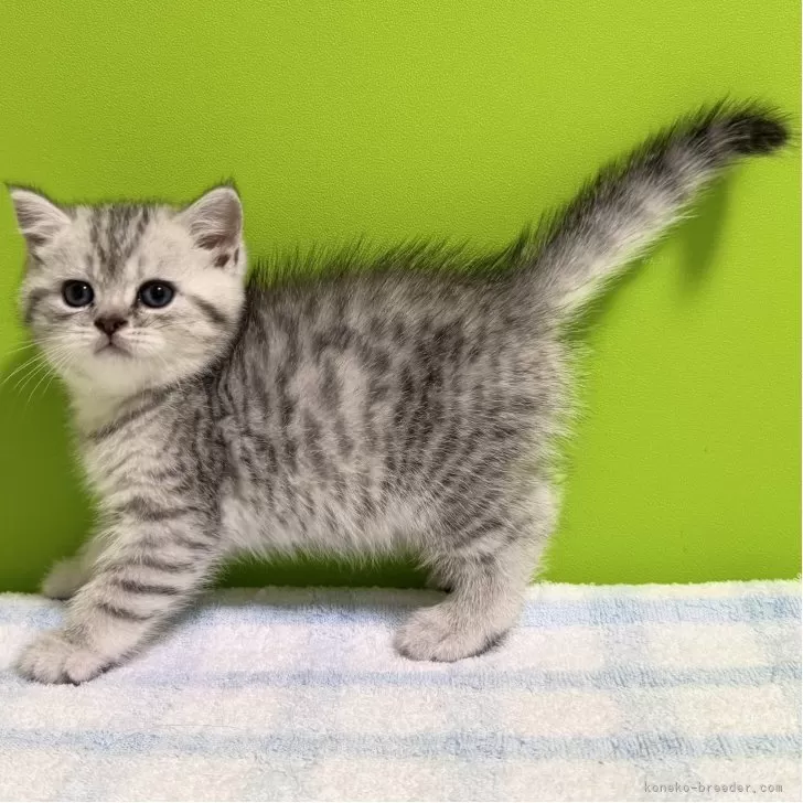 ID:2504-02543の子猫