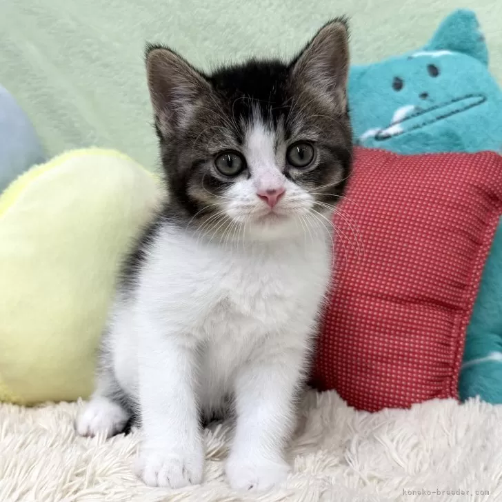 S.N 様のお迎えした子猫