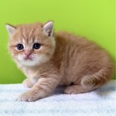 ブリティッシュショートヘア