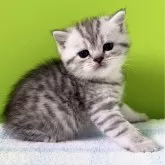 ブリティッシュショートヘア