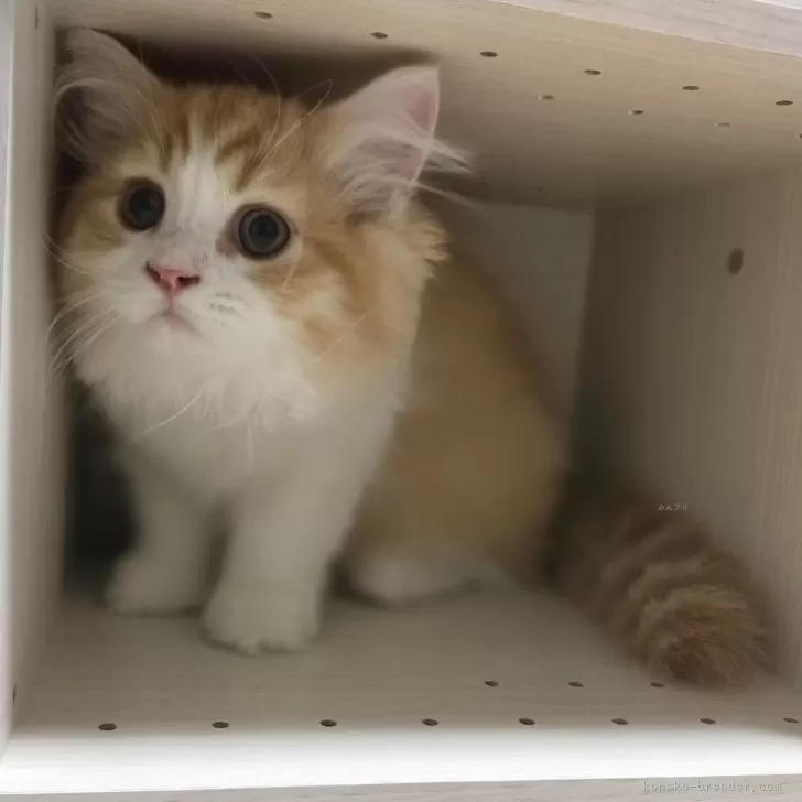 ID:2406-03776の子猫