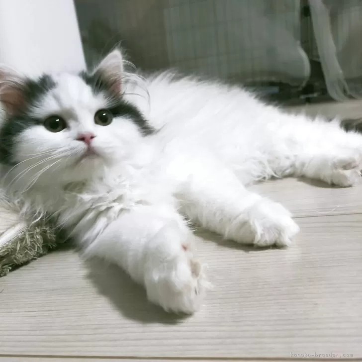 ID:2503-00368の子猫
