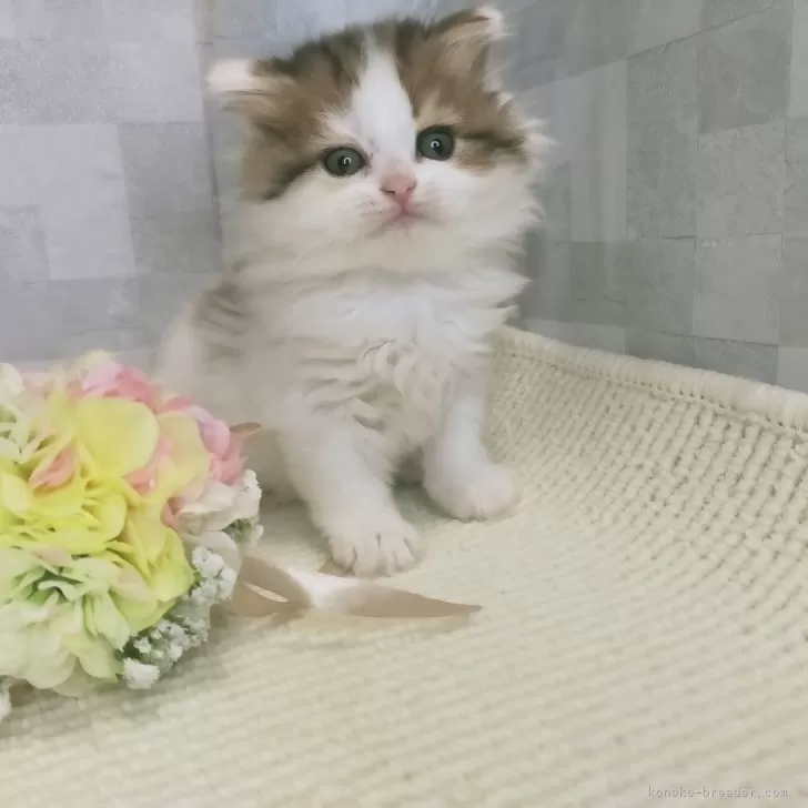 ID:2503-00773の子猫