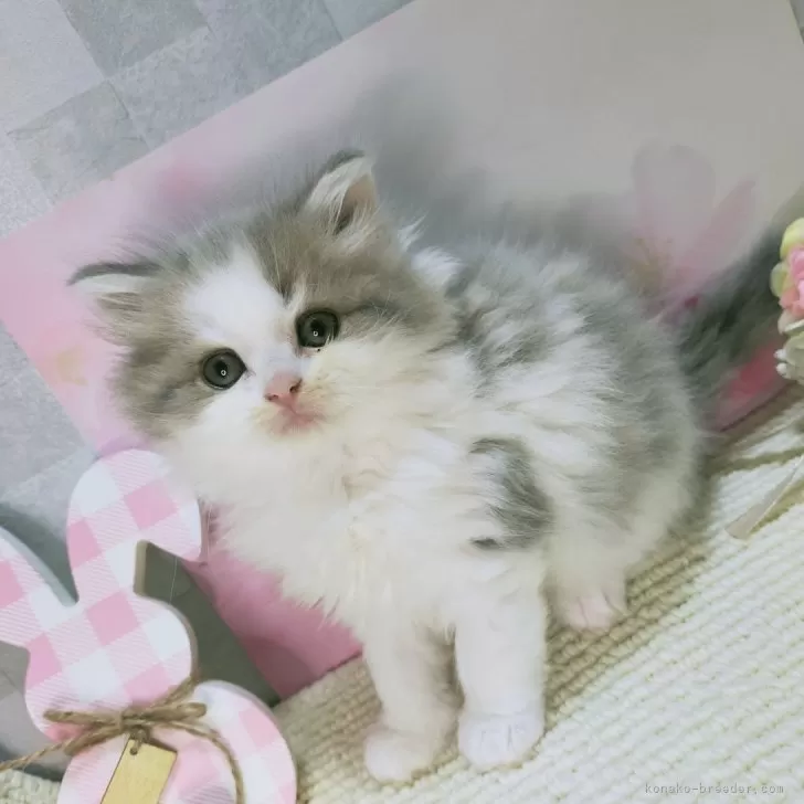 ID:2503-00370の子猫