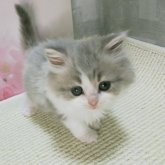 ラガマフィン