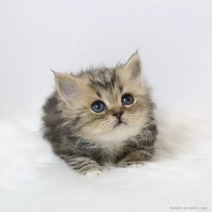 ID:2503-01450の子猫