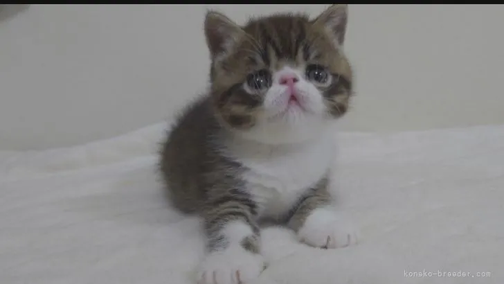 ID：2111-00863の子猫