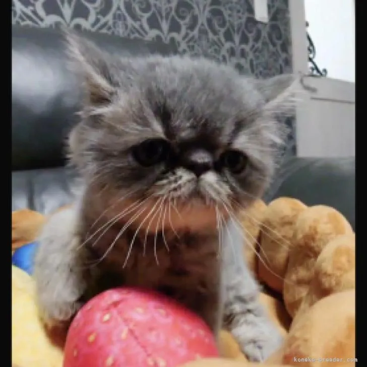 ID:2210-01719の子猫