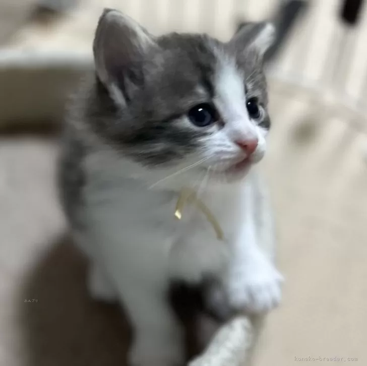 ID:2407-00837の子猫