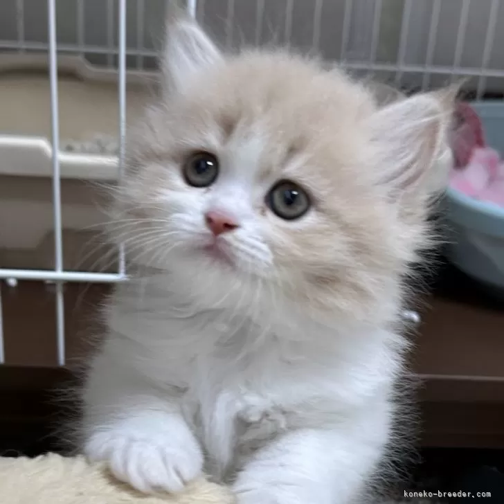 ID:2410-02255の子猫