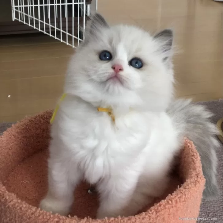 ID:2312-01796の子猫