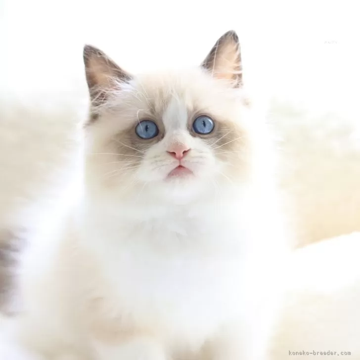ID:2411-01266の子猫
