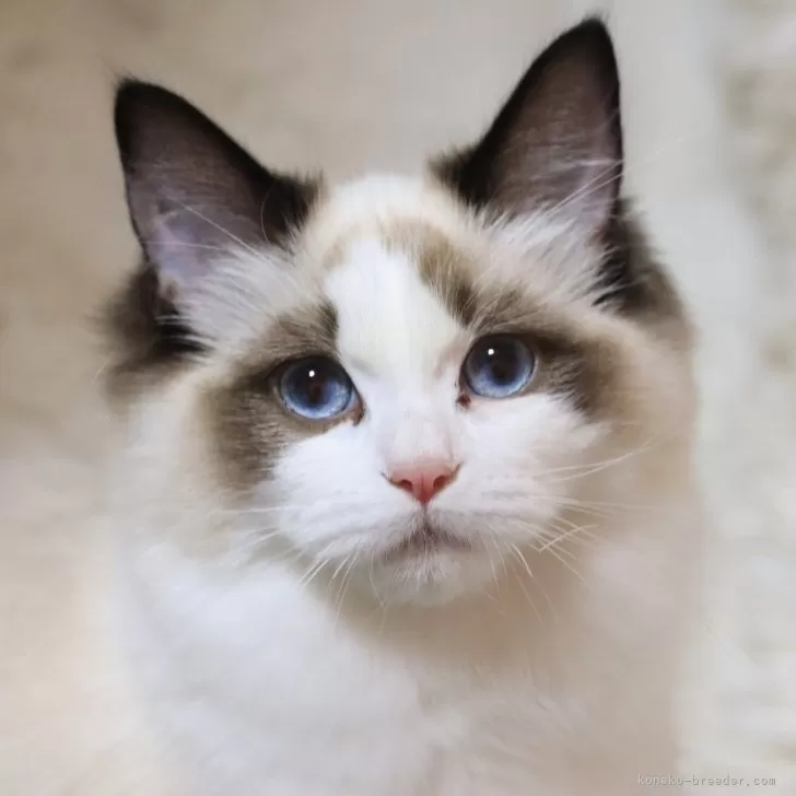 ID:2502-01284の子猫