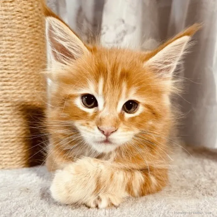 ID:2311-01164の子猫