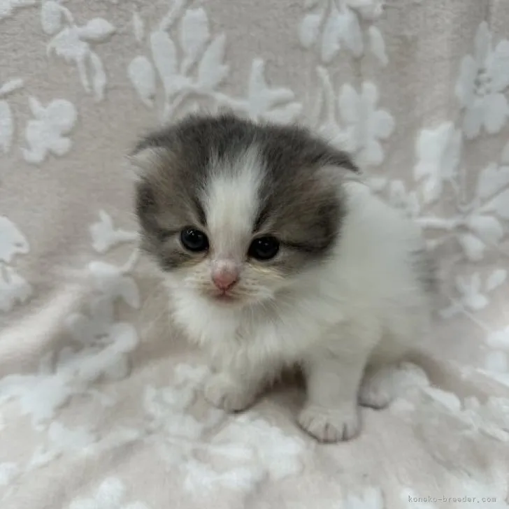 ID:2311-00114の子猫