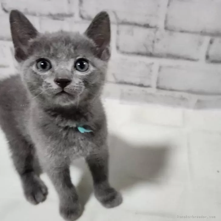 ID:2409-01402の子猫