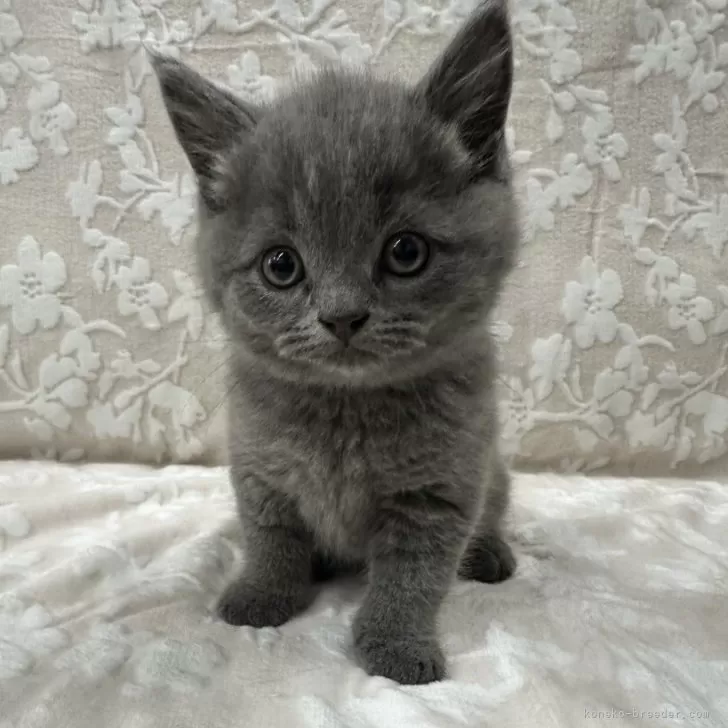 ID:2404-03459の子猫