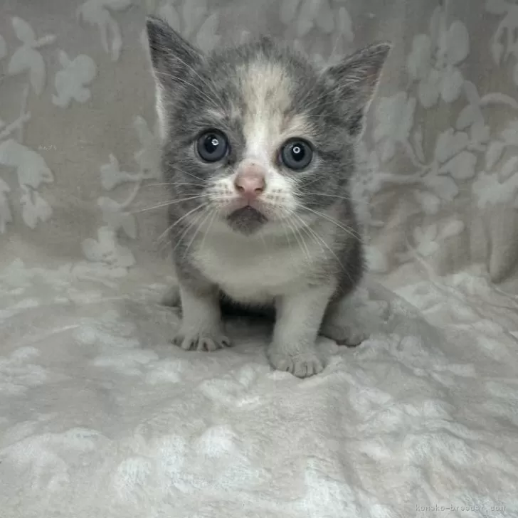 ID:2405-03008の子猫