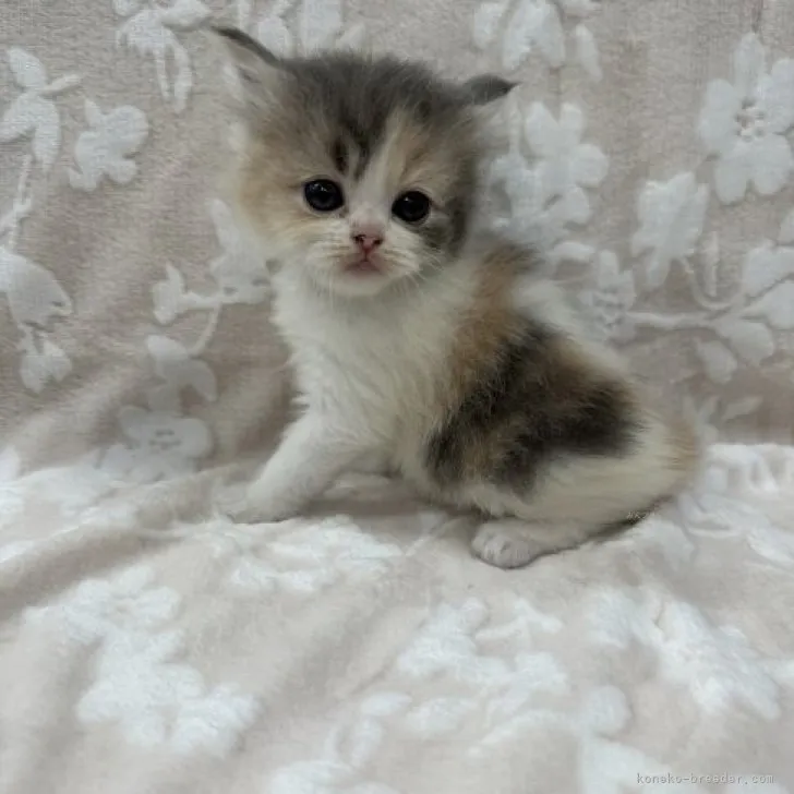 ID：2311-00110の子猫