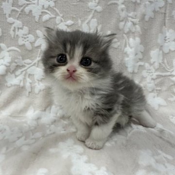 スコティッシュフォールド【埼玉県・男の子・2023年9月22日・ブルータビー&ホワイト】の写真「かわいい男の子👦🏻⭐️」