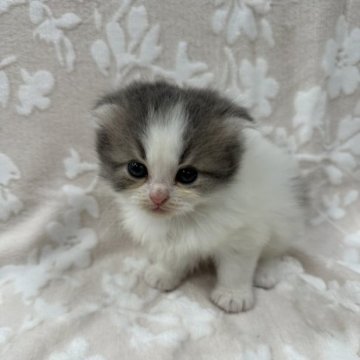 スコティッシュフォールド【埼玉県・男の子・2023年9月22日・ブルータビー&ホワイト】の写真「かわいい男の子👦🏻⭐️」