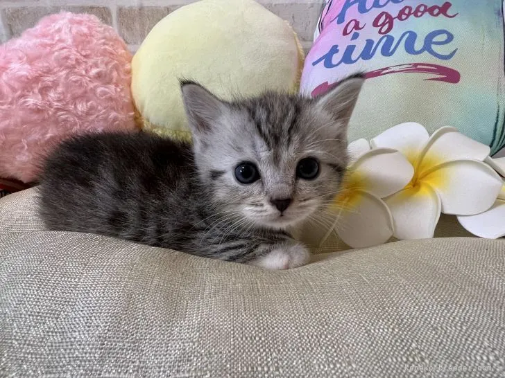 ID：2110-00172の子猫