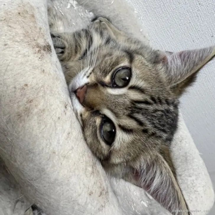 ID：2304-00844の子猫