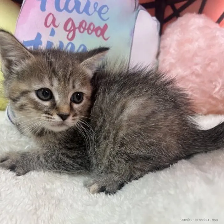 ID：2310-01043の子猫