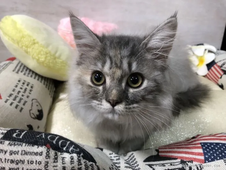 ID:2107-00377の子猫
