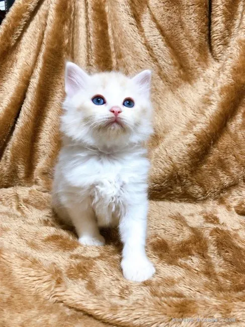 ID：2107-00364の子猫