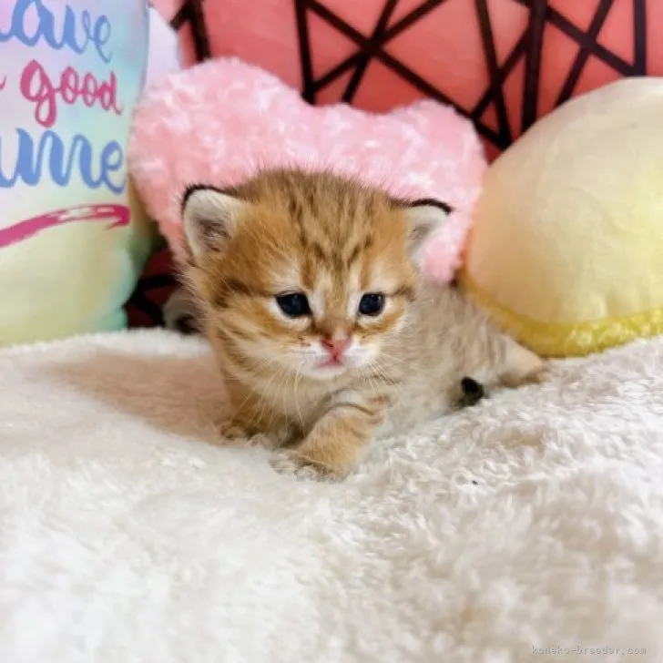 ID：2304-00841の子猫