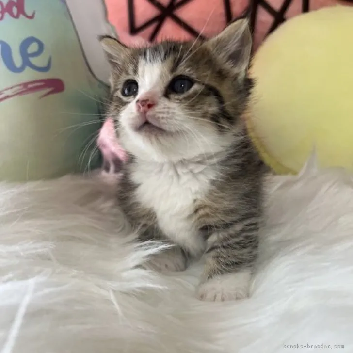 ID:2305-00684の子猫